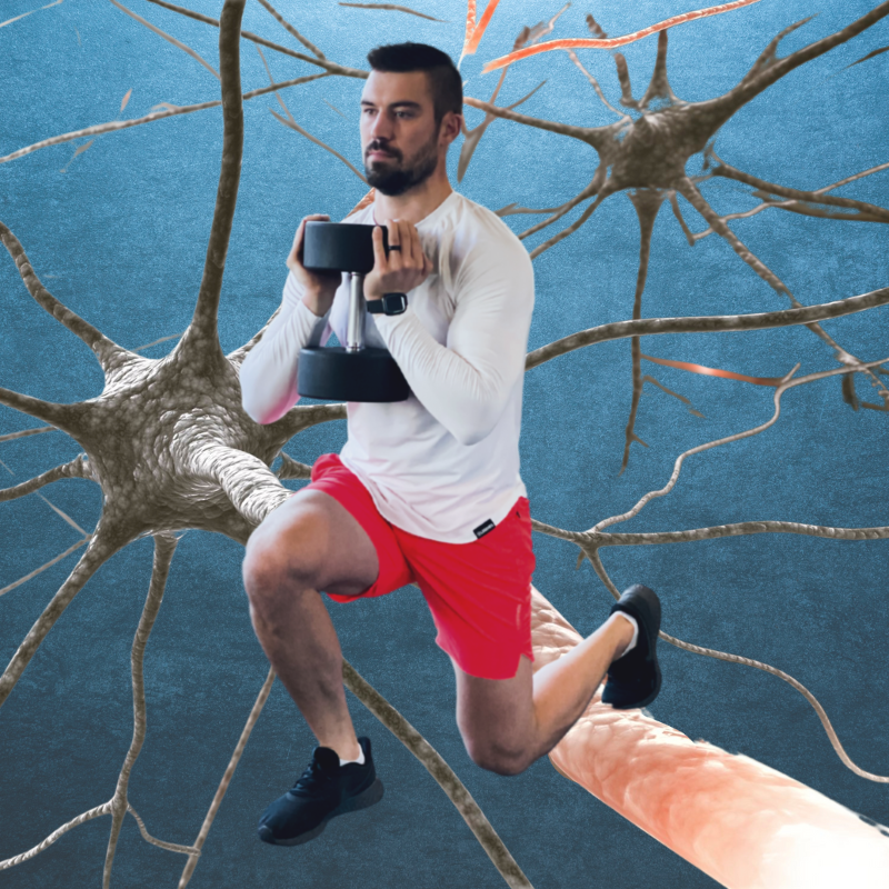 The Role of the Central Nervous System in Strength